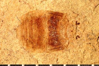 Media type: image;   Entomology PALE-5094